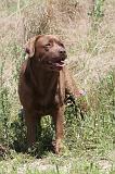 LABRADOR 034